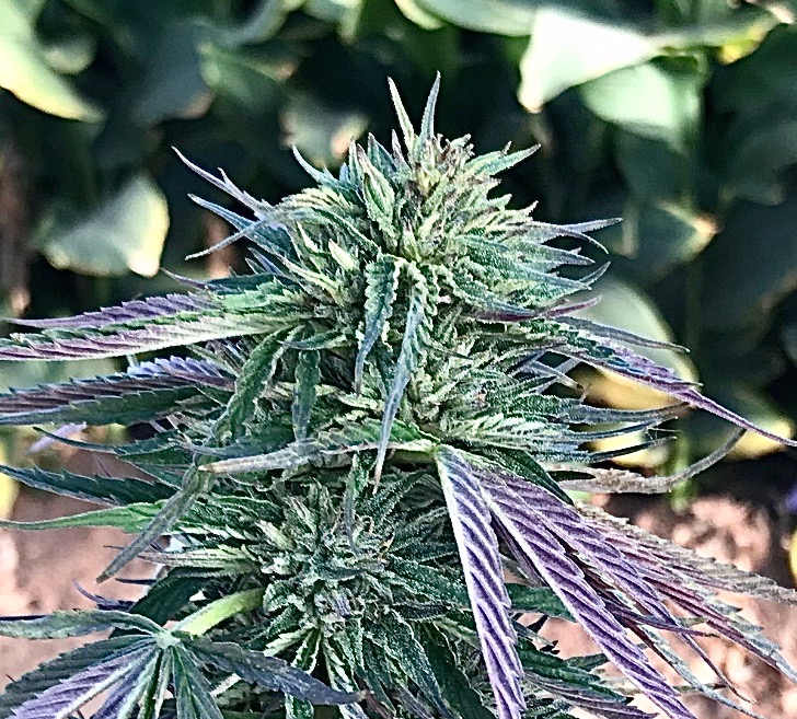 Exotic Canopy Solutions